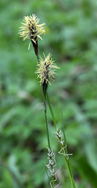 Hairy sedge (Carex pilosa) grows in the forest Hairy sedge (Carex pilosa) grows in the wild in the forest carex nigra stock pictures, royalty-free photos & images