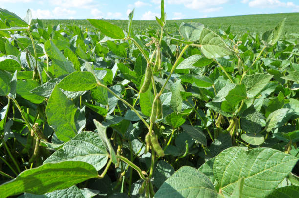 istock Soybeans grow in the field 1418009483