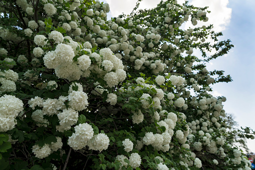 white hydrangea bush in bloom