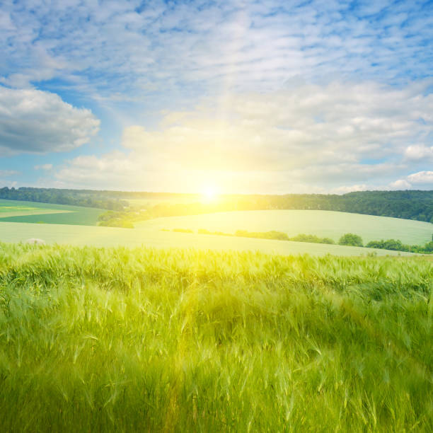 istock Green wheat field and bright sun. 1418010224