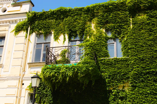 Vintage yellow house covered with ivy.Green ivy plant climbing brick wall. Three windows and small old balcony are partially overgrown with thick ivy. The facade is partially overgrown with thick ivy. casa amarilla vintage cubierta de hiedra. planta de hiedra verde trepadora pared de ladrillo. tres ventanas y un pequeño balcón antiguo están parcialmente cubiertos de hiedra gruesa. la fachada está parcialmente cubierta de hiedra gruesa