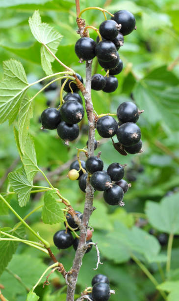 istock On the bush berries are ripe currant. 1418011161