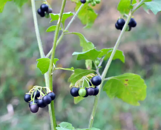 In nature grows plant with poisonous berries nightshade (Solanum nigrum)