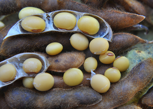 Ripe soybeans with pods and open pods
