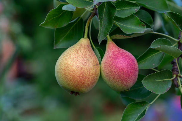 istock Two garden pears hanging on a branch on a summer sunny day. 1418011905