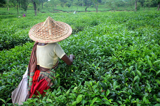 A woman worker is picking leaves in a tea garden in Bangladesh
