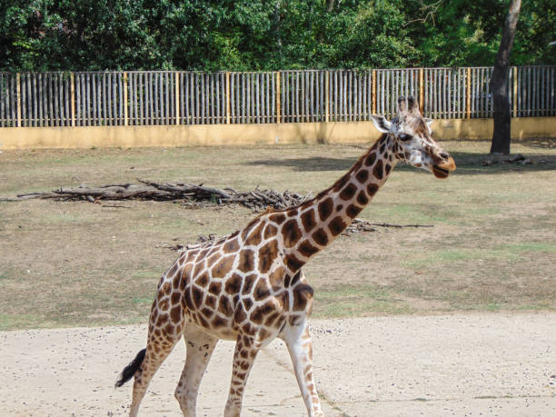 istock Giraffe at the zoo in summer 1418012521