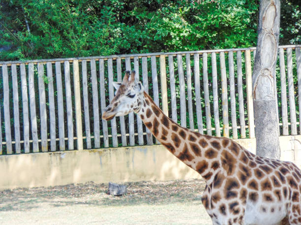 istock Giraffe at the zoo in summer 1418012546