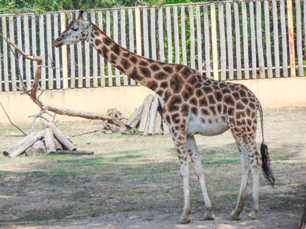 istock Giraffe at the zoo in summer 1418012576