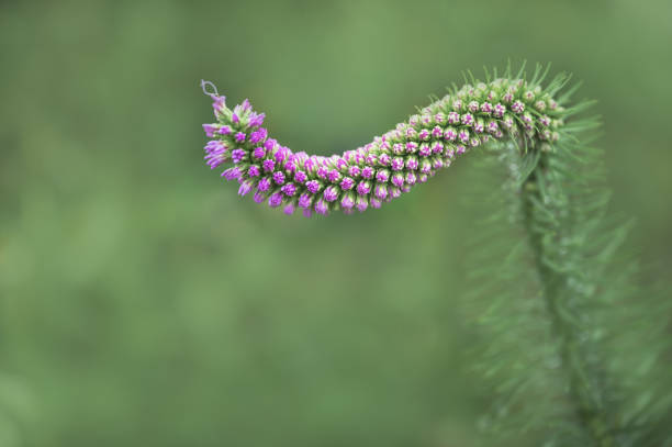 Single Curved  Liatris Flower Against a Blurred Green Background