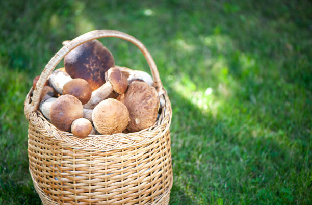 Basket with chic porcini mushrooms on a natural forest background, space for text