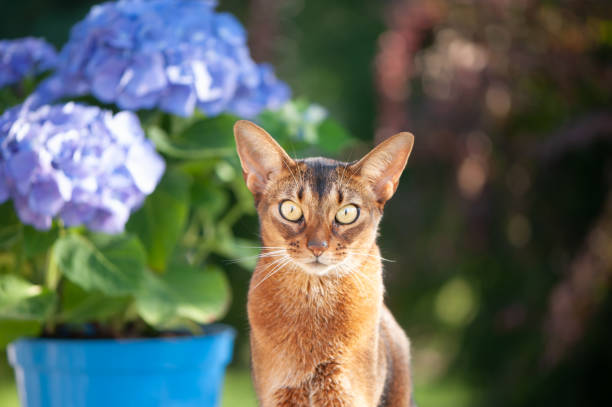 istock Abyssinian cat, sitting on a terrace with flowers blue hydrangea. High quality advertising stock photo. Pets walking in the summer 1418012844