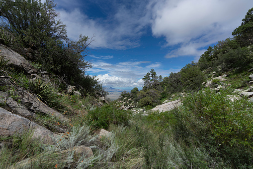 Aguirre Springs in monsoon season, with waters high and vegetation green, White Sands peaks from the horizon