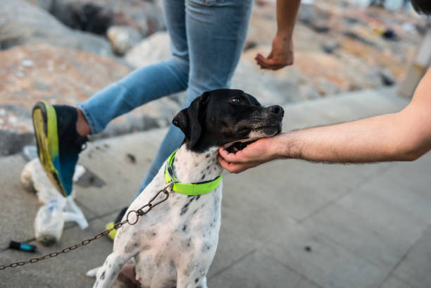 istock a man is touching the dog horizontal photo 1418014352