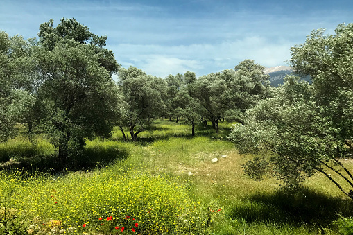 An Olive Grove In Turkey, Summer, Olive Trees, Green