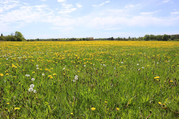 Blooming dandelion meadow field with colourful yellow flowers, green grass and light blue sky. stock photo