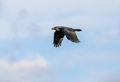 Raven, Corvus corax.