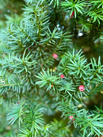Yew with Berries