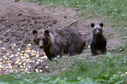 A mother bear and a cub have found some food