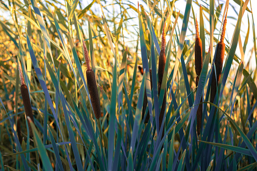 Bulrush, cattail, typha plants at the edge of a wetland on a sunny day