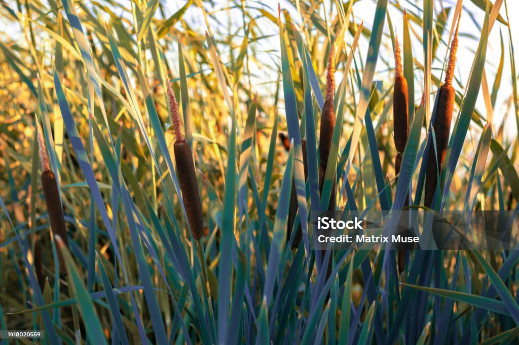 Bulrush, cattail, typha plants at the edge of a wetland on a sunny day Reed - Grass Family Stock Photo