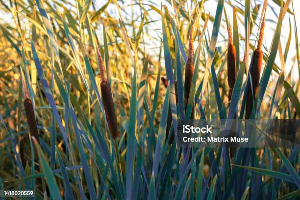 Bulrush Cattail Typha Plants At The Edge Of A Wetland On A Sunny Day Stock Photo - Download Image Now