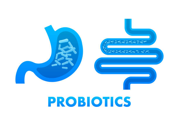 bildbanksillustrationer, clip art samt tecknat material och ikoner med probiotics. probiotics examine the intestinal microflora, biology. vector stock illustration. - surt regn