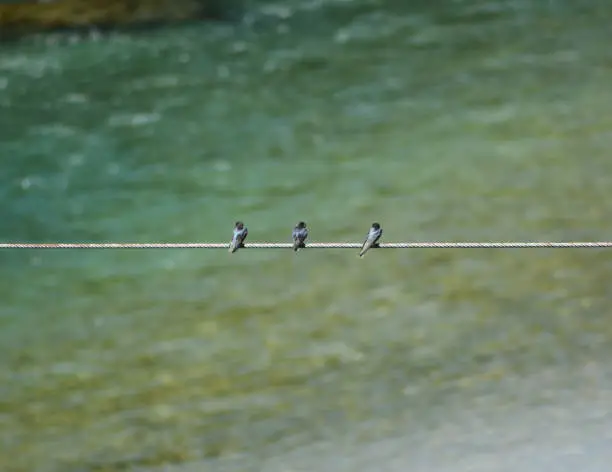 three birds resting on a still wire with a blurred river in behind