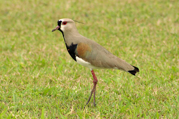 istock Cute little bird on the lawn 1418021932