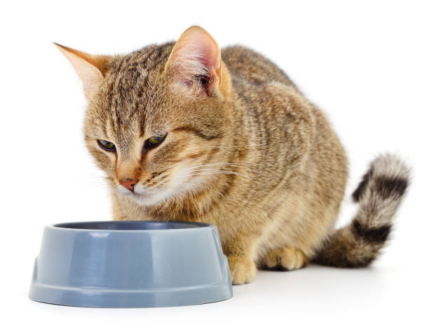 istock Cat eating dry food. 1418022171