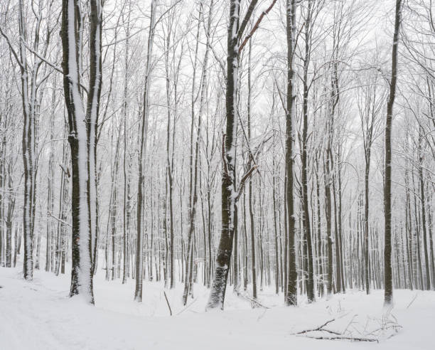 istock Snow covered forest with snowy beech and spruce trees. Monochromatic landscape, natural winter background 1418024242