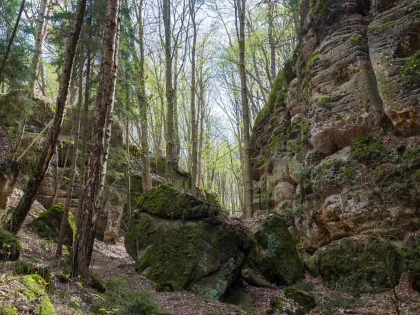 deciduous birch and oak forest with big moss covered stones and sandstone rocks, lush green spring leaves, czech republic, Lusatian Mountains