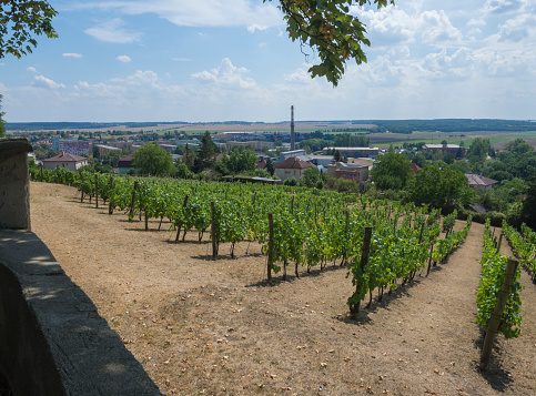 view from castle park with on vineyard and Benatky nad Jizerou Czech Republic
