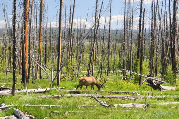 istock Bull Elk in Yellowstone National Park 1418025377
