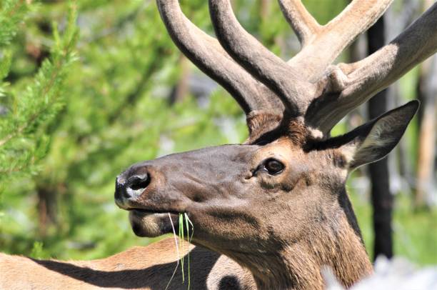 istock Bull Elk in Yellowstone National Park 1418025379
