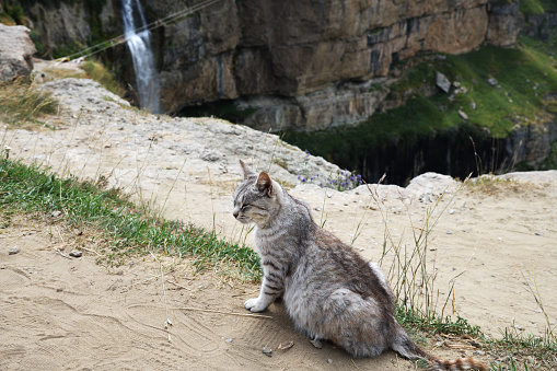 Cat sitting opposite the Itlyatlyar Waterfall. Hunzah. Canyon Of Khunzakh. Sights Of The Caucasus mountains. Russia, Dagestan