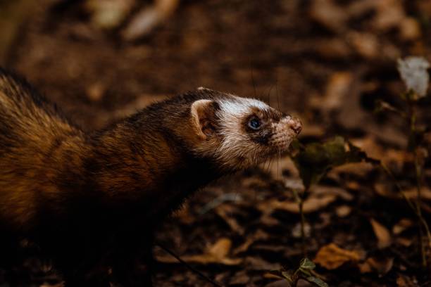 istock Closeup shot of a Weasel 1418025793