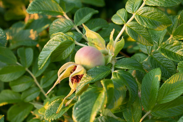 Close up of an unripe rose hip fruit on a green bush on a sunny summer day stock photo