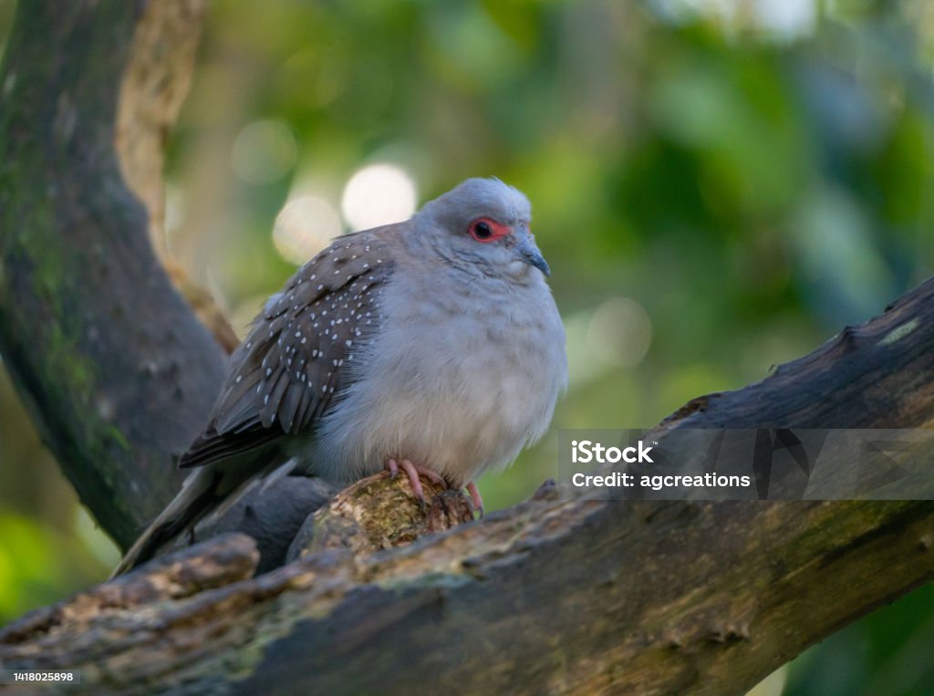 Diamond Dove On A Branch Diamond Dove Perched on the Branch of a Tree with Selective Focus and Copy Space Diamond Shaped Stock Photo
