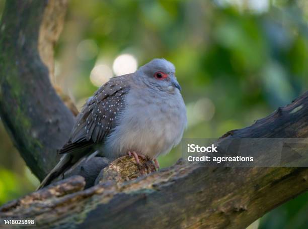 Diamond Dove On A Branch Stock Photo - Download Image Now - Diamond Shaped, Dove - Bird, Animal