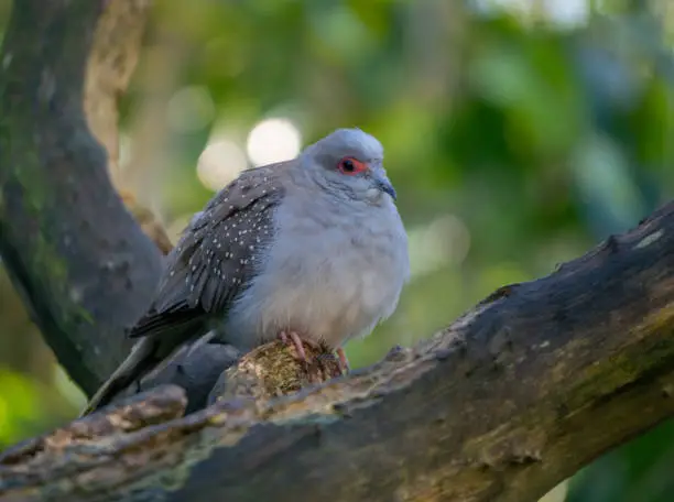 Photo of Diamond Dove On A Branch