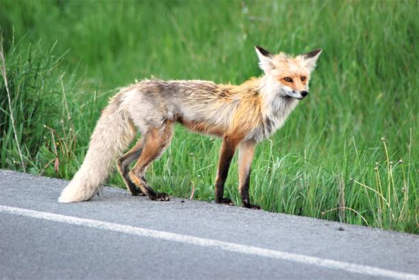 istock Fox in Yellowstone National Park 1418025951