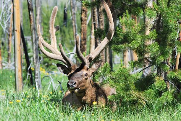istock Bull Elk in Yellowstone National Park 1418026573