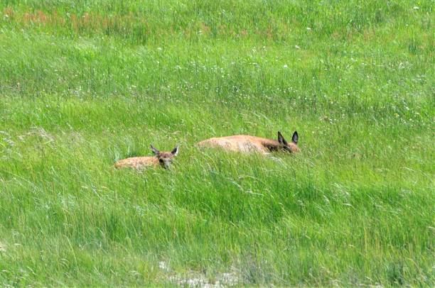 istock Elk in Yellowstone National Park 1418026588