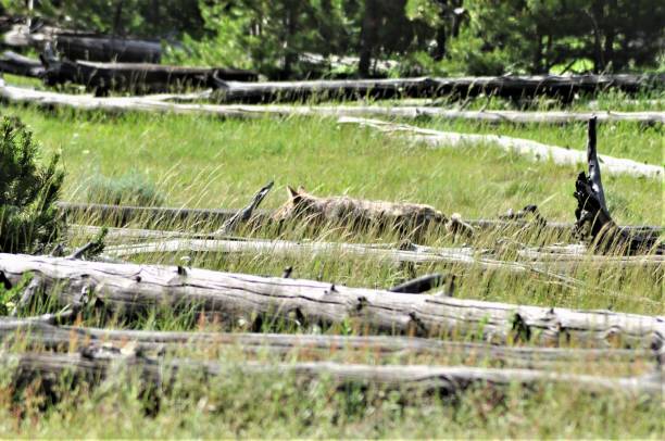 Stalking Coyote A coyote moves among logs and through a field as it stalks its prey in Yellowstone National Park. prowling stock pictures, royalty-free photos & images