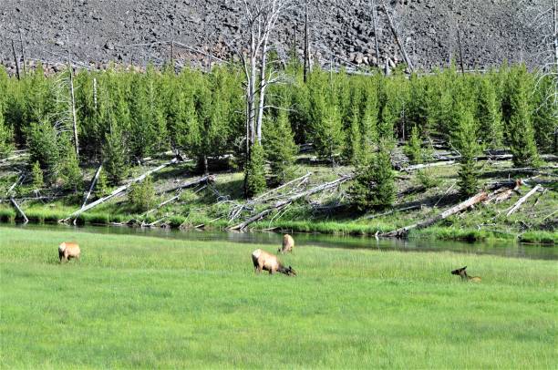istock Elk in Yellowstone National Park 1418027104