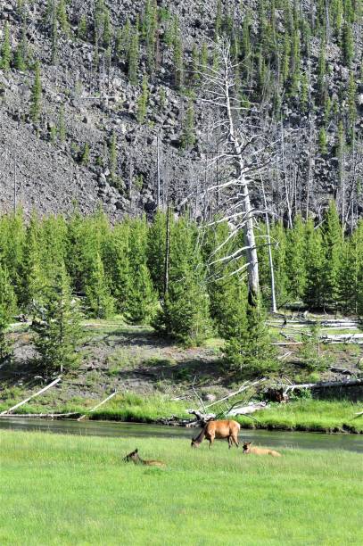 istock Elk in Yellowstone National Park 1418027118