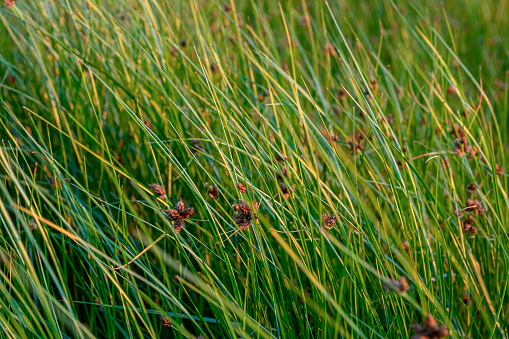 Sedges plants and long green yellow grass near the shore by the seaside on a sunny summer day