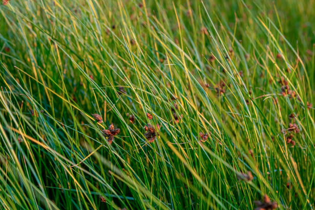 Sedges plants and long green yellow grass near the shore by the seaside on a sunny summer day stock photo