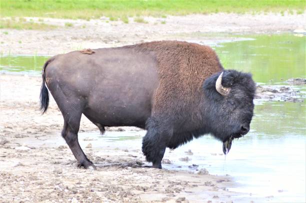istock American Bison at Indian Pond 1418027392